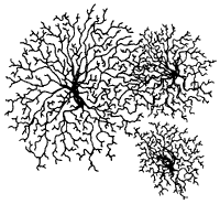 actinomycetes