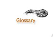 glossary word to look up