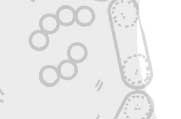 microorganism
